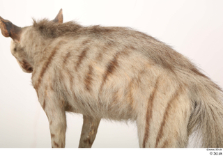 Striped Hyena Hyaena hyaena back 0003.jpg